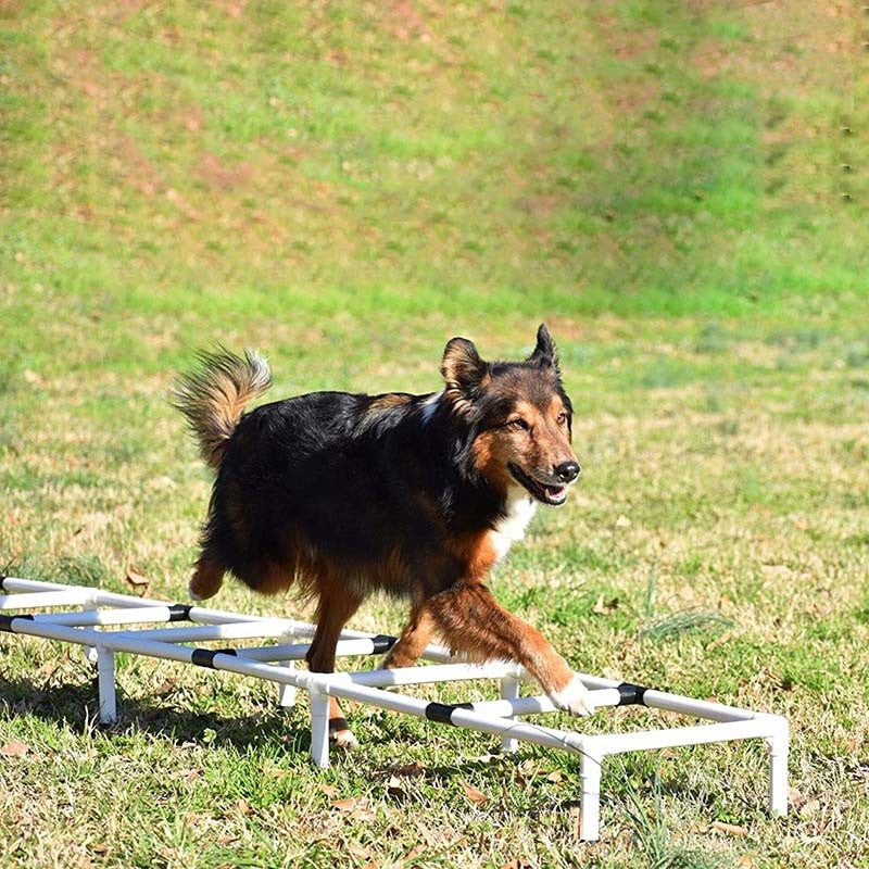 Dog Outdoor Sports Equipment Agility Training